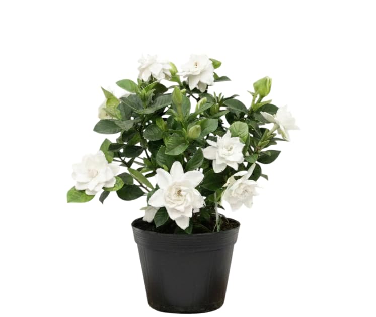 White Gardenia Live Plant 6-8 Inch Tall 3.5 Inch Pot D238930