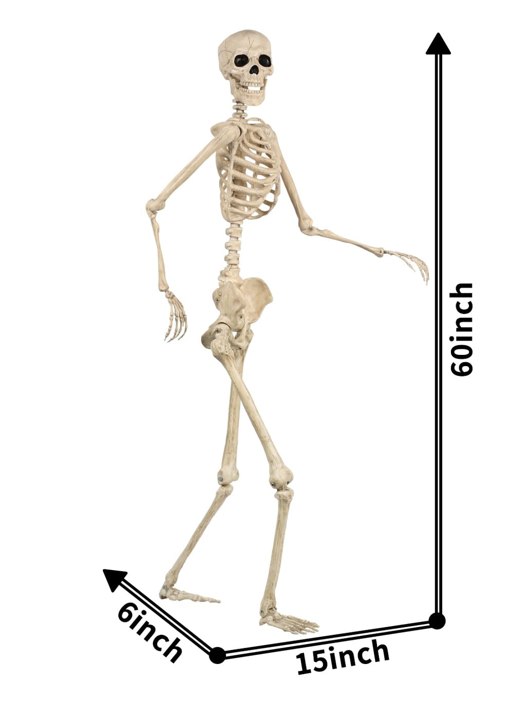 5FT Life Size Posable Skeleton V358