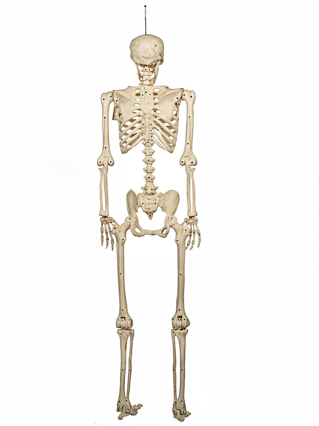 5FT Life Size Posable Skeleton V358