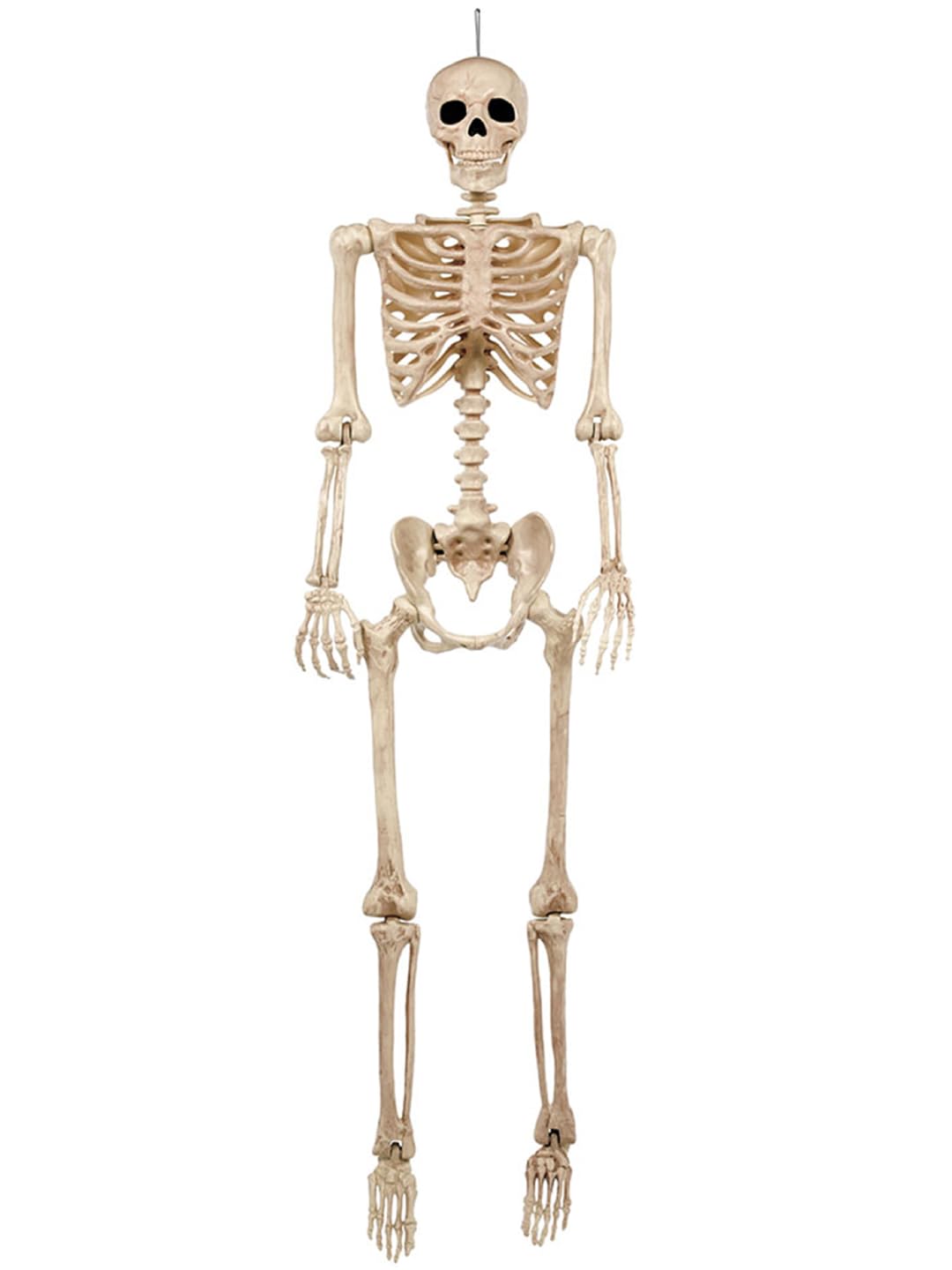 5FT Life Size Posable Skeleton V358