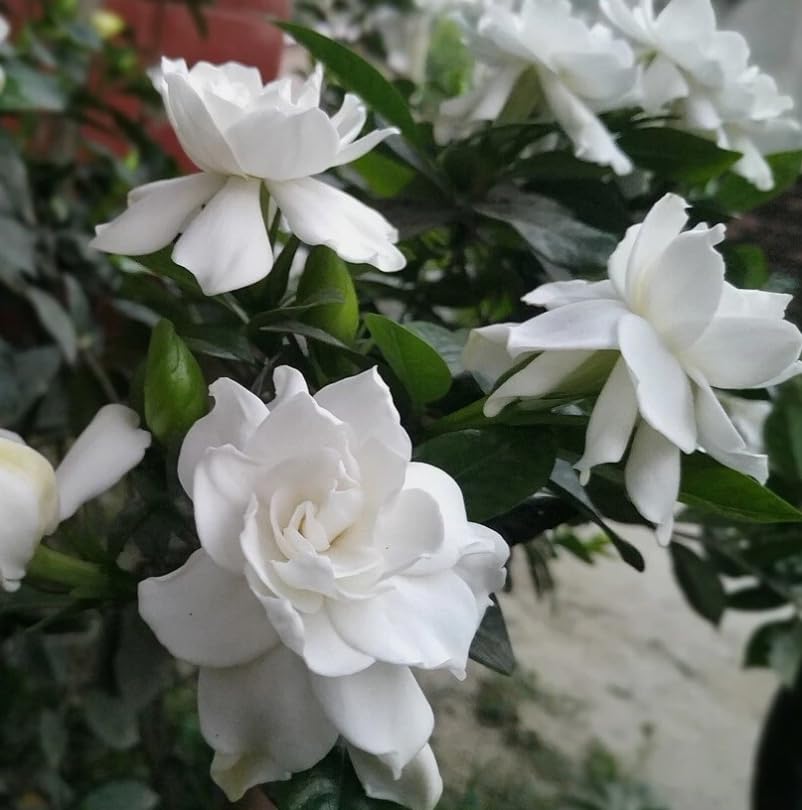 White Gardenia Live Plant 6-8 Inch Tall 3.5 Inch Pot D238930
