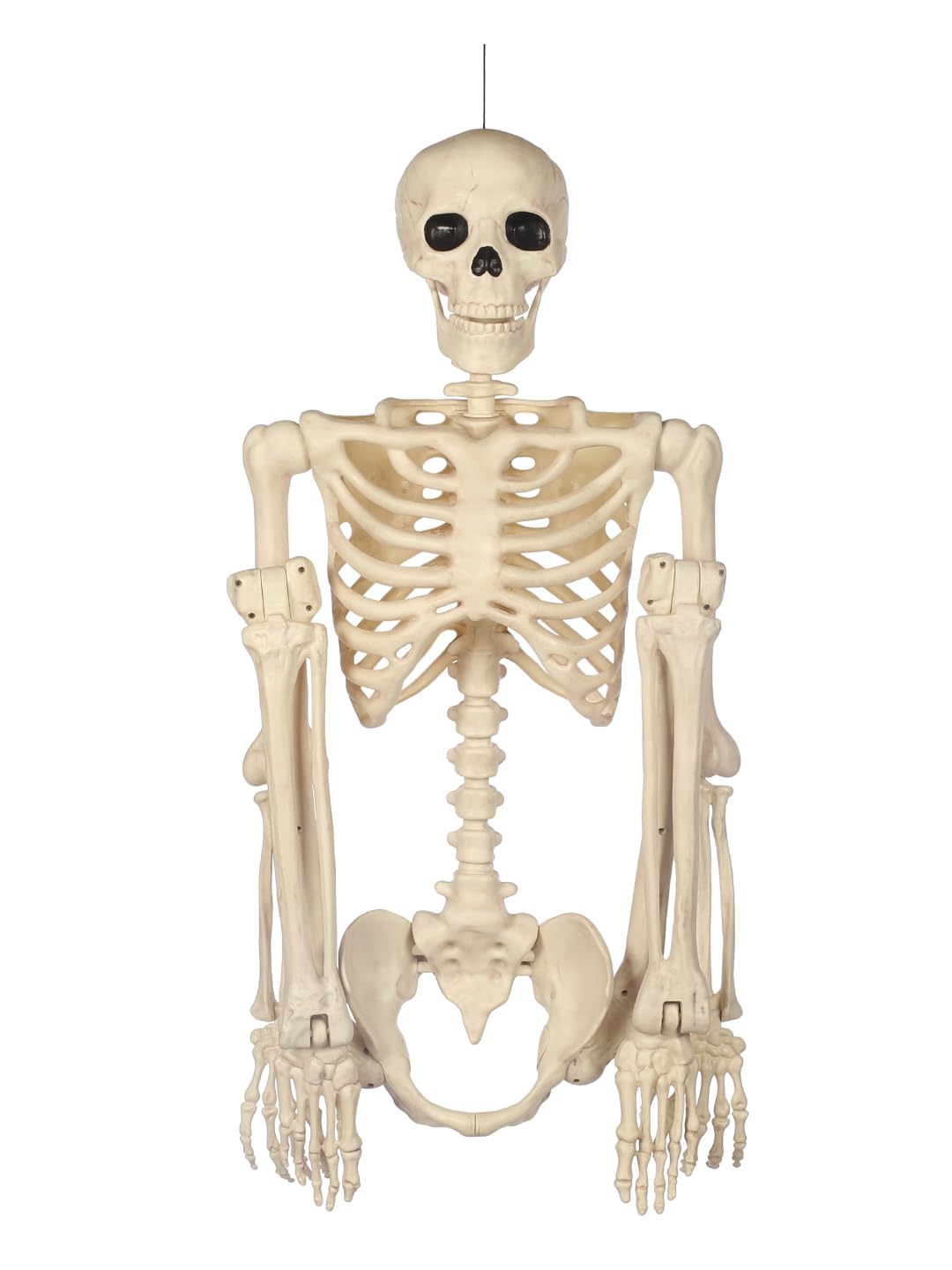 5FT Life Size Posable Skeleton V358