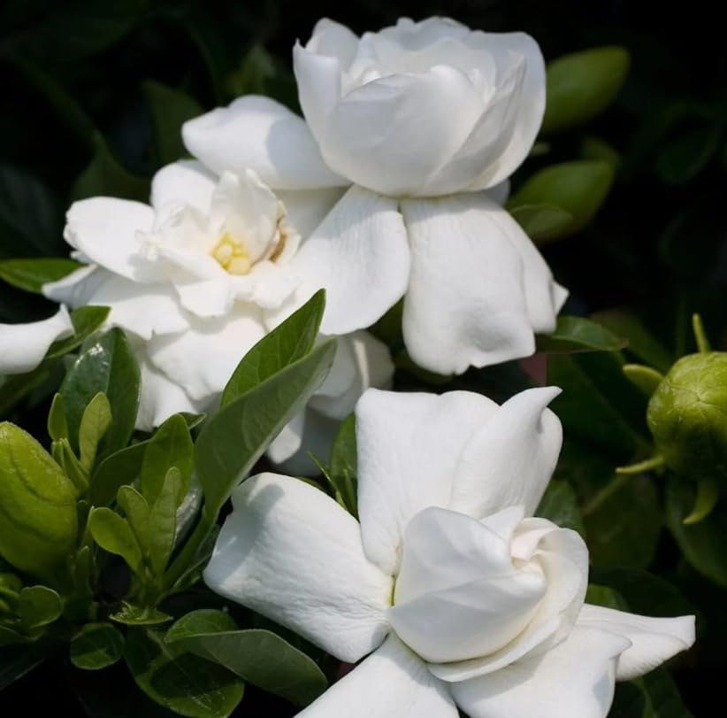 White Gardenia Live Plant 6-8 Inch Tall 3.5 Inch Pot D238930