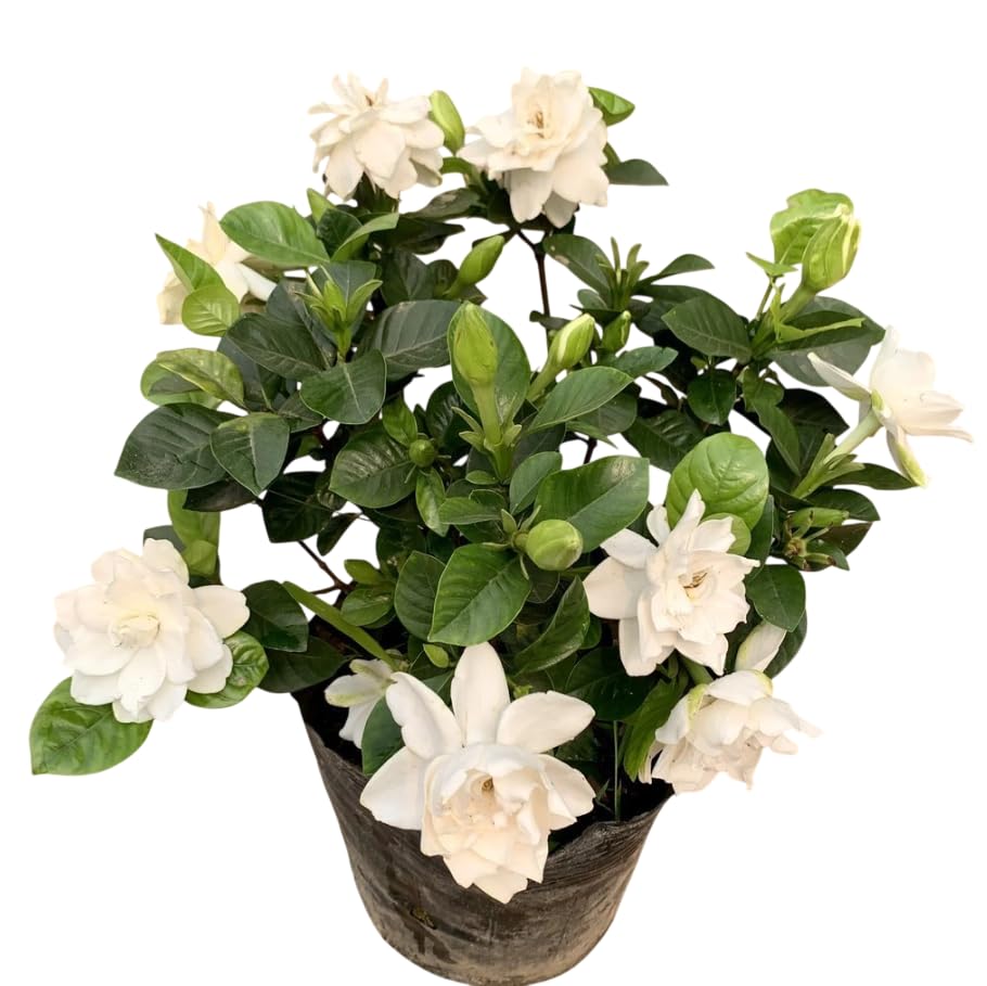 White Gardenia Live Plant 6-8 Inch Tall 3.5 Inch Pot D238930