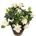White Gardenia Live Plant 6-8 Inch Tall 3.5 Inch Pot D238930