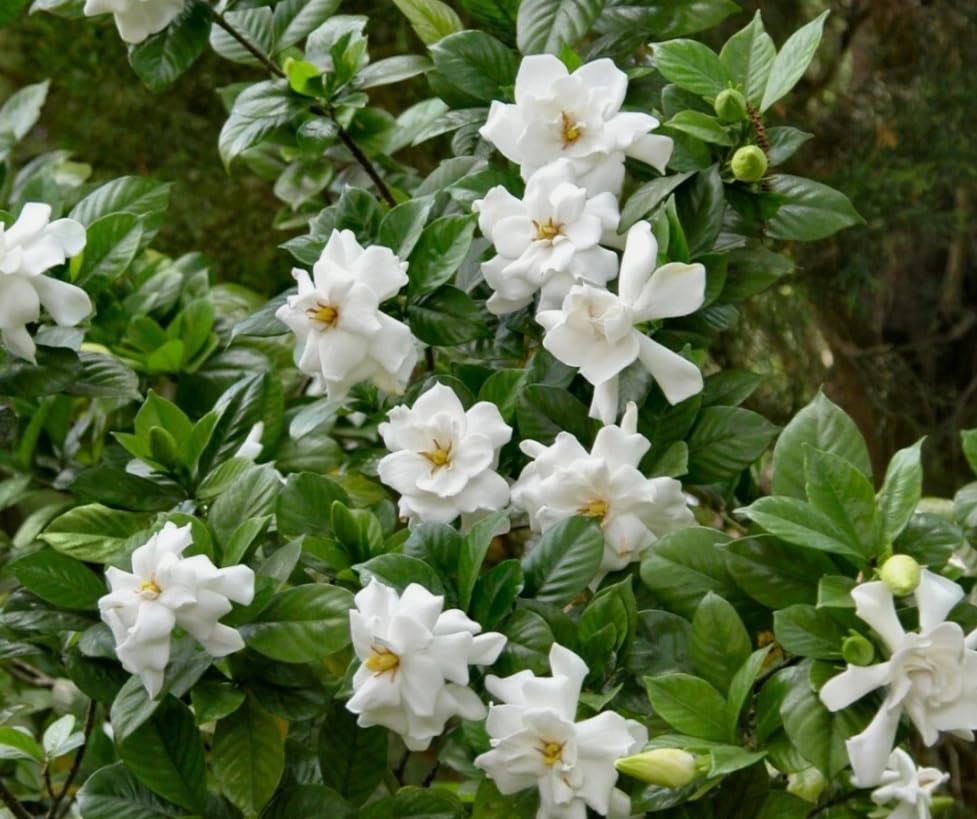 White Gardenia Live Plant 6-8 Inch Tall 3.5 Inch Pot D238930