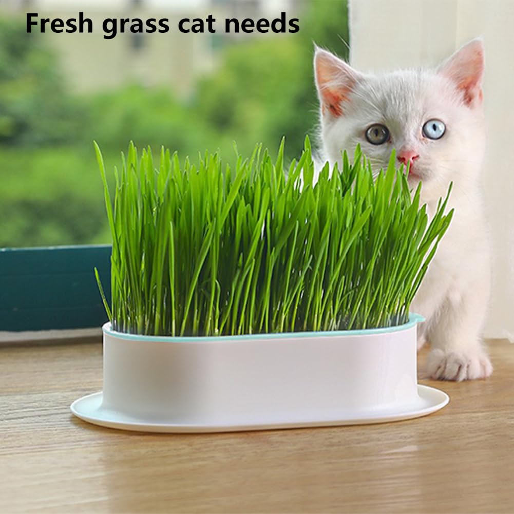 Cat Grass Growing Kit N6498