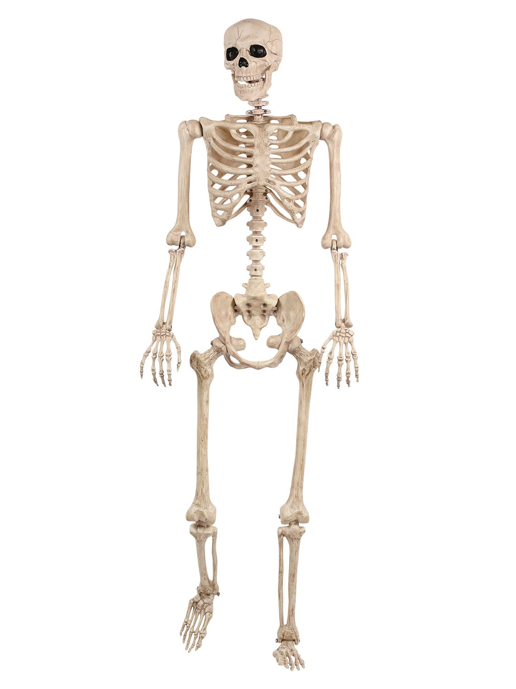 5FT Life Size Posable Skeleton V358