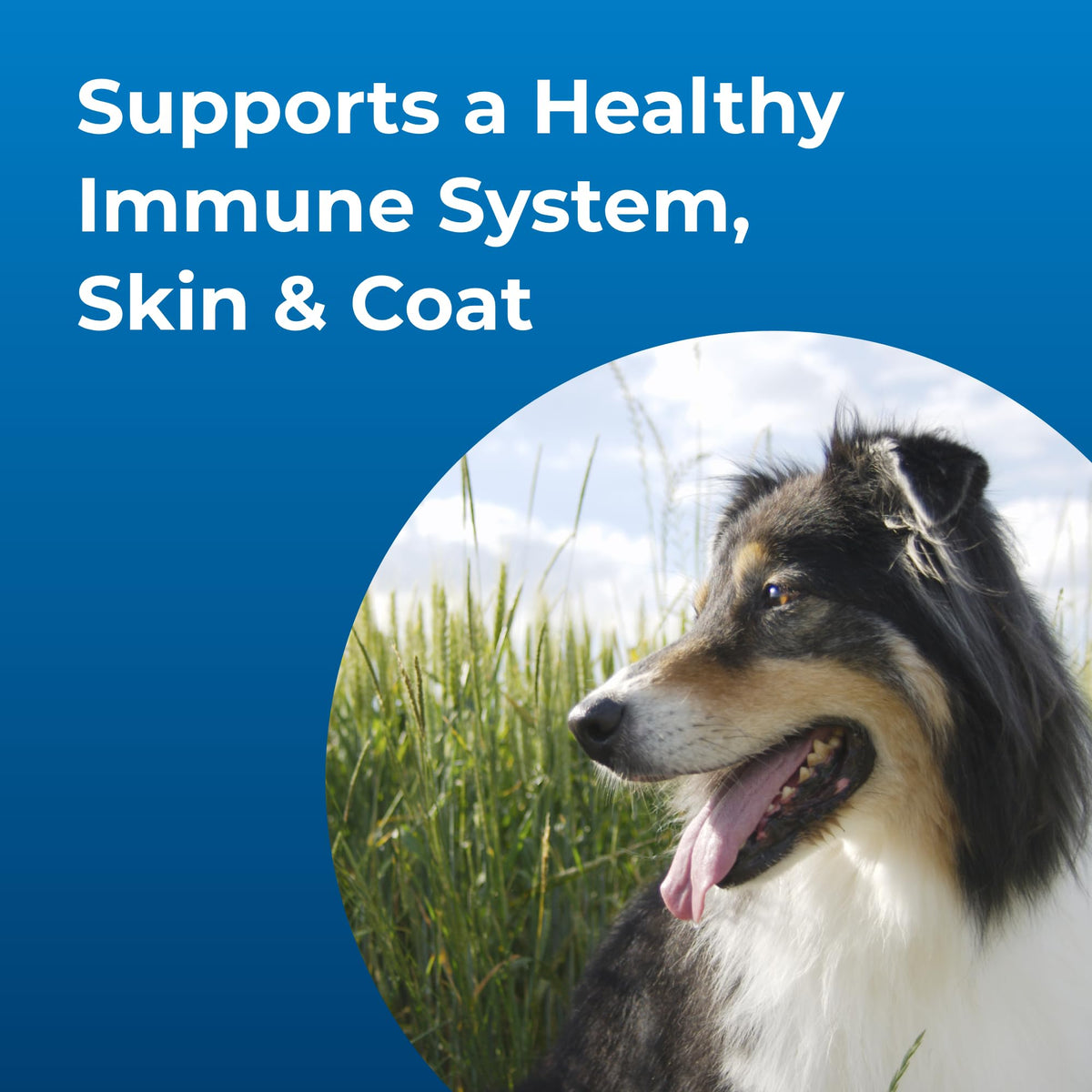High Calorie Liquid Nutritional Supplement for Dogs & Puppies F364070