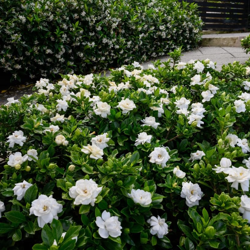 White Gardenia Live Plant 6-8 Inch Tall 3.5 Inch Pot D238930