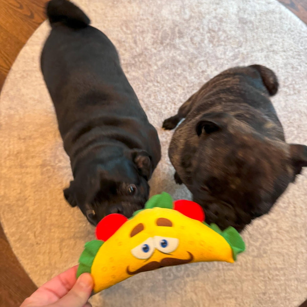 Plush Dog Toy with Squeaker D70954